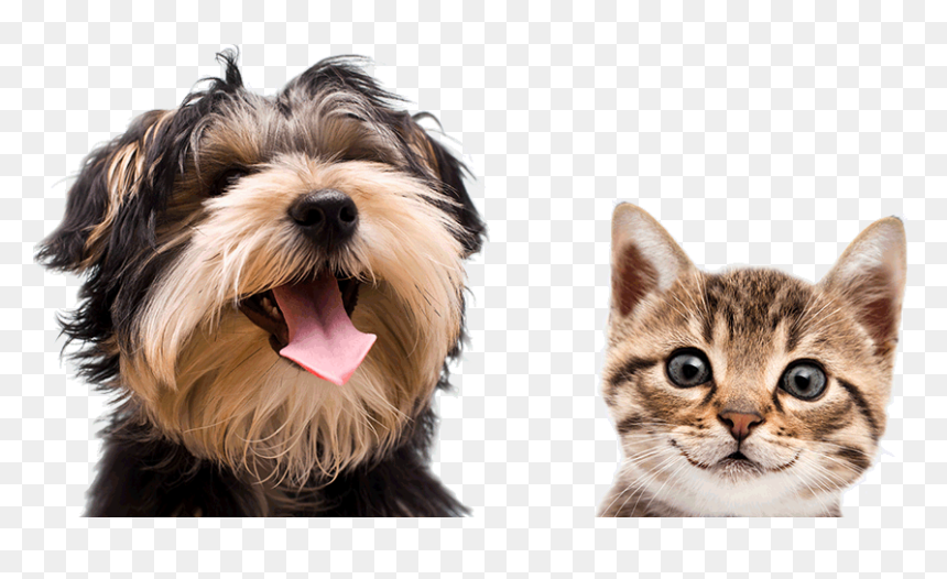 Cat Dog Png - Mid Valley Jb Pet Exhibition 2019, Transparent Png - dog and cat png
