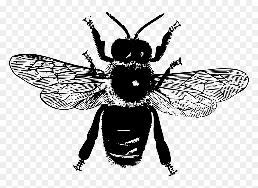 Flying Bee - Insect Parts, HD Png Download - flying bee png