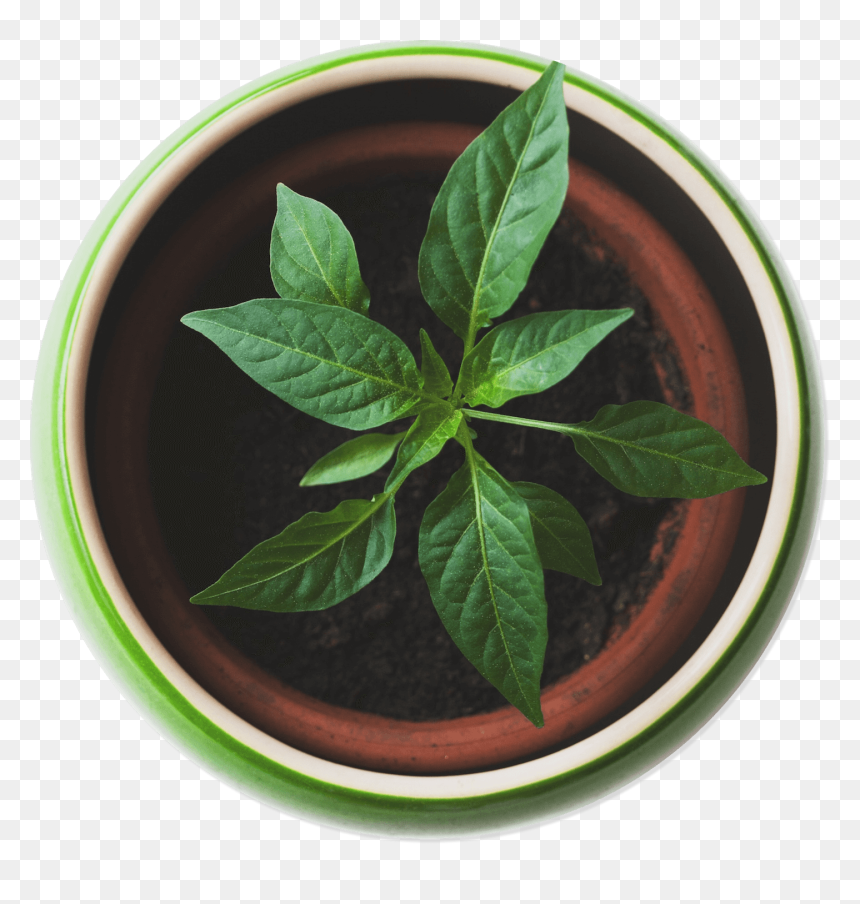 Plant Top View Png , Png Download - Plant Top View Png, Transparent Png - plant top view png