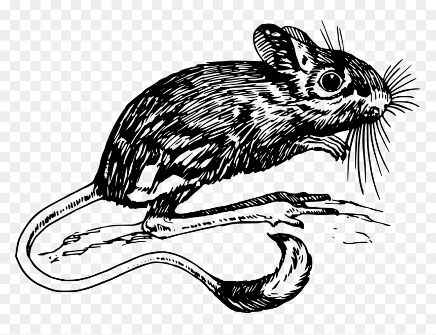 Souris Longue Queue, HD Png Download - mouse animal png