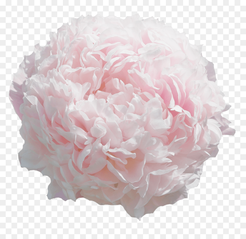 Common Peony, HD Png Download - sweet 16 png