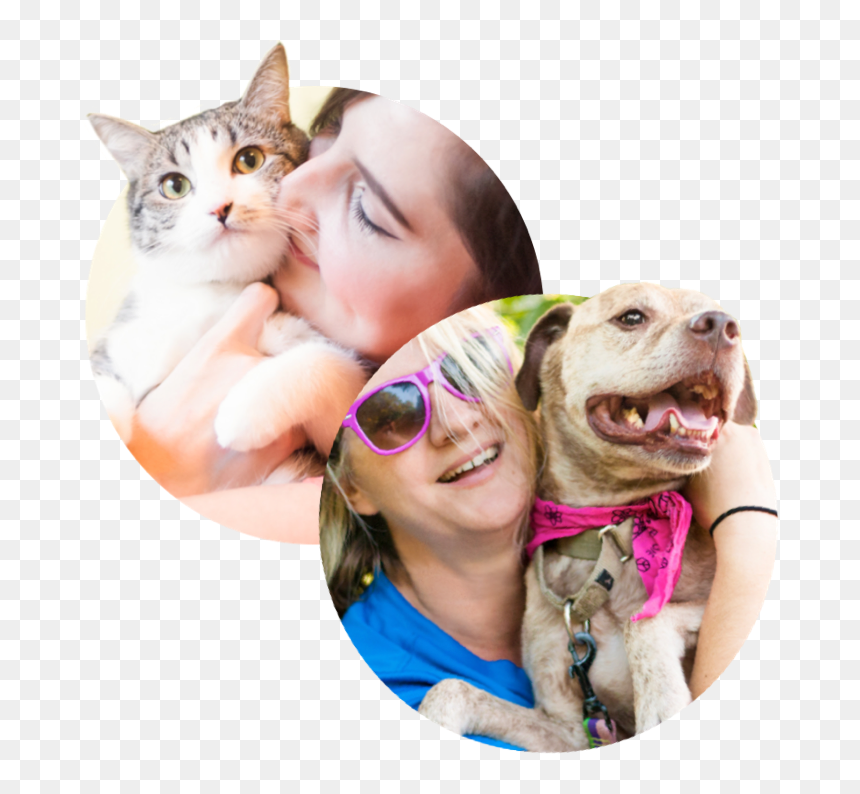 Thumb Image - Cat Grabs Treat, HD Png Download - dog and cat png