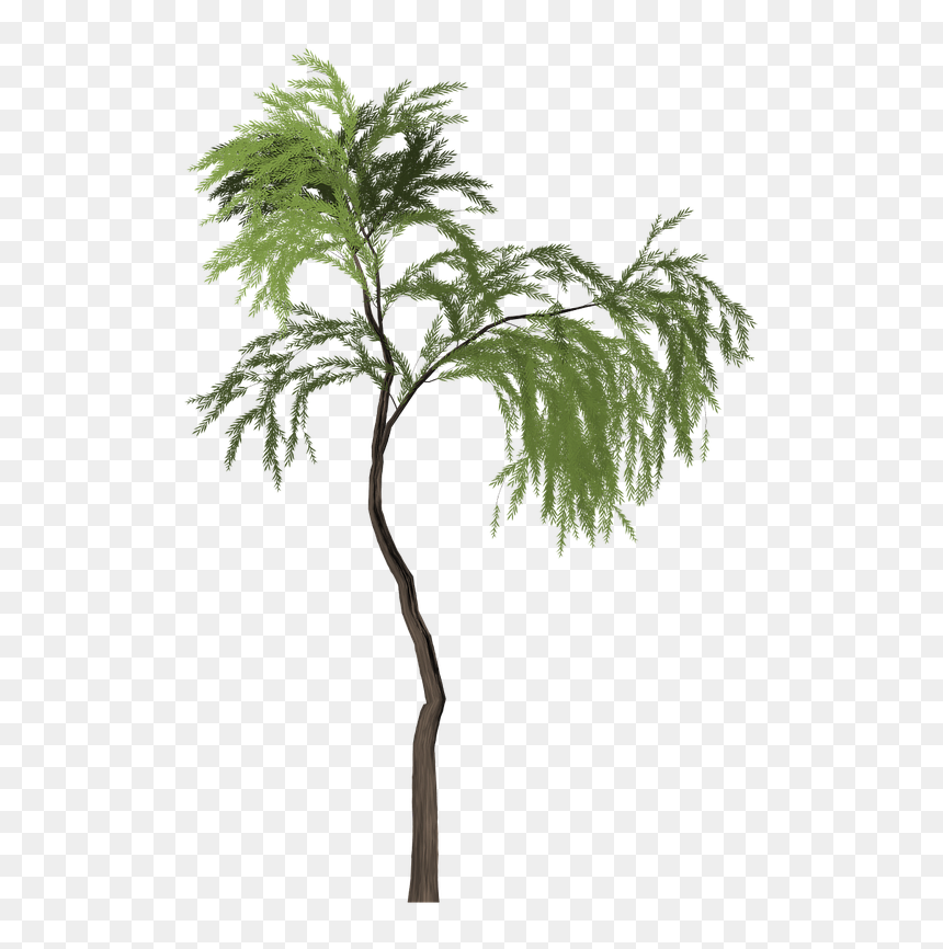 Portable Network Graphics, HD Png Download - willow tree png