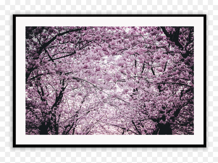 Slike Za Desktop Proljeće, HD Png Download - sakura petals png