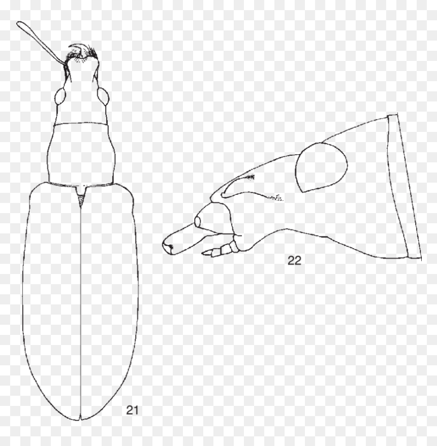 Sketch, HD Png Download - body outline png