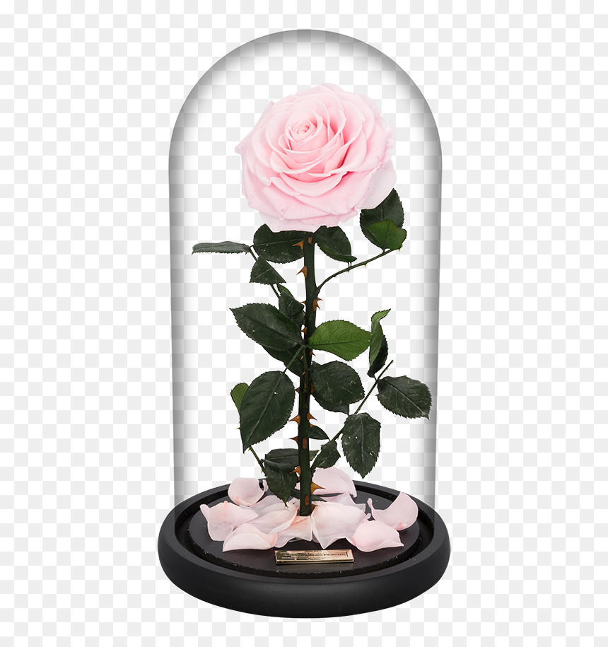 Garden Roses, HD Png Download - sakura petals png