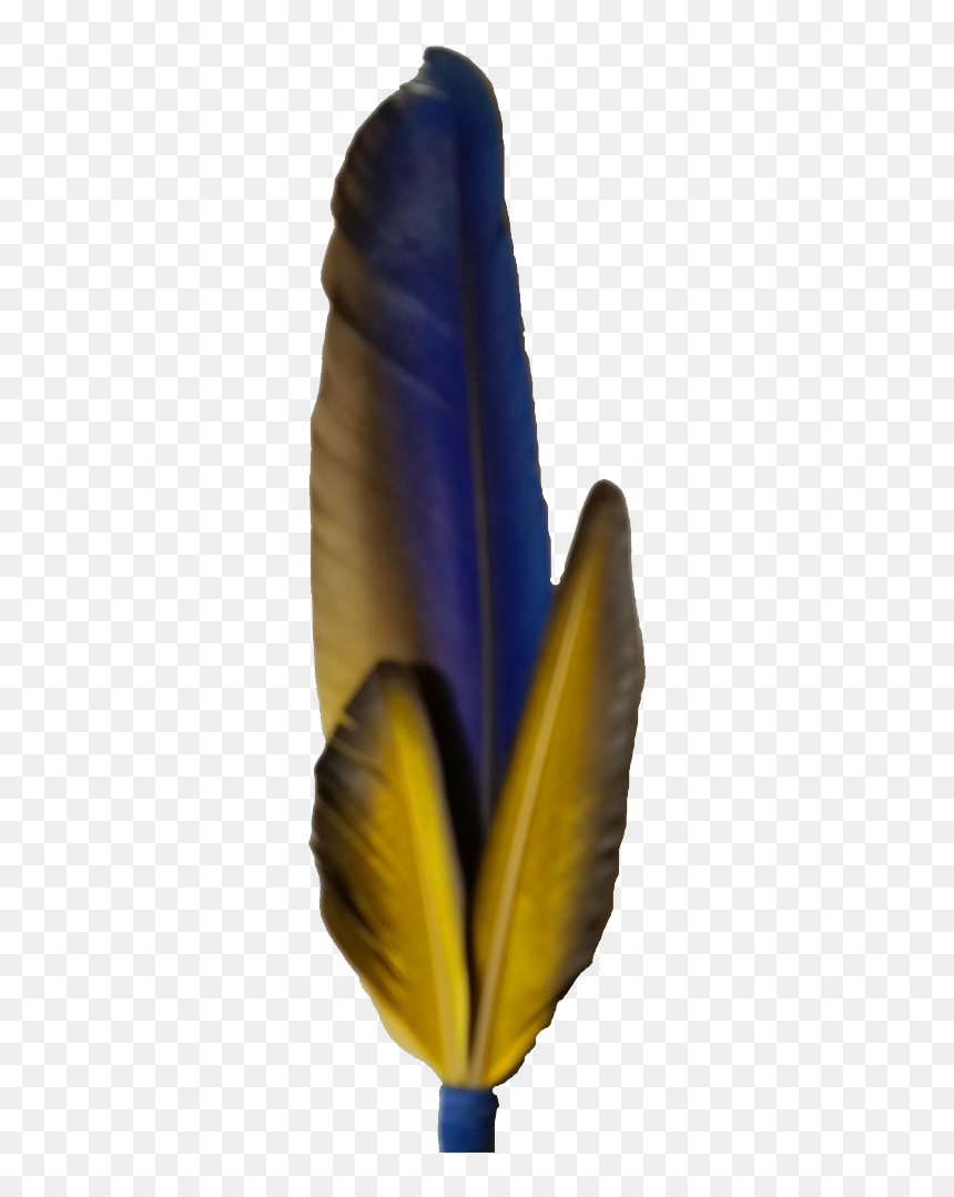 Macaw Feather Png Photo - Feather, Transparent Png - feather pen png