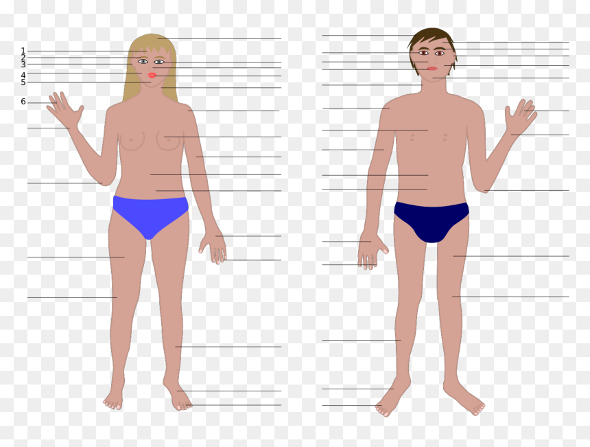Girl Part Of Body, HD Png Download - body outline png