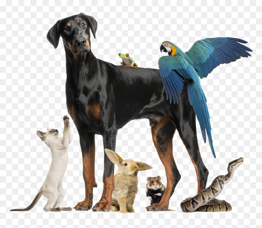 Transparent Dog Cat Png - Doberman Pinscher, Png Download - dog and cat png