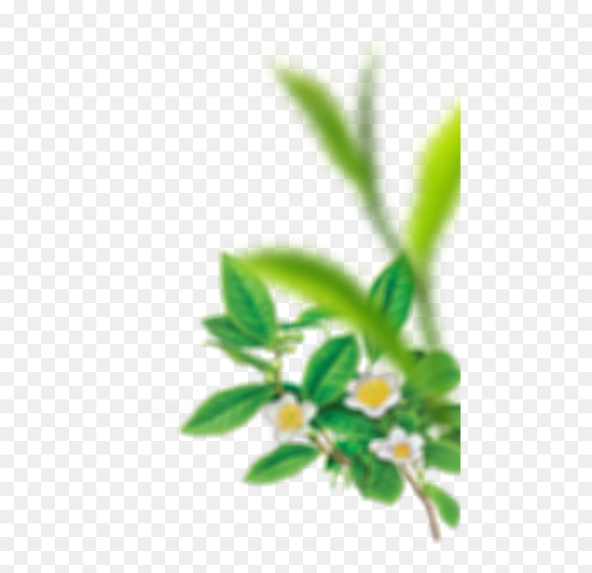 Transparent Enjoyment Clipart - Tea Plant, HD Png Download - plant top view png