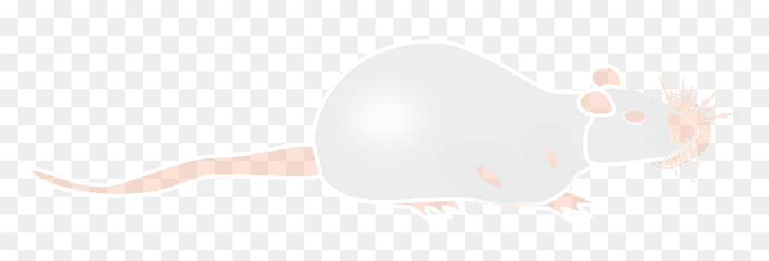 Albino, Rat, Mouse, Lab, Laboratory, Science, Red - Albino Rat Vector, HD Png Download - mouse animal png