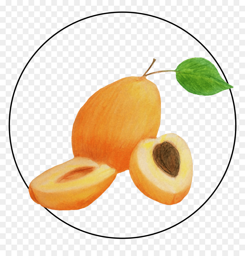 Apricot, HD Png Download - apricot png