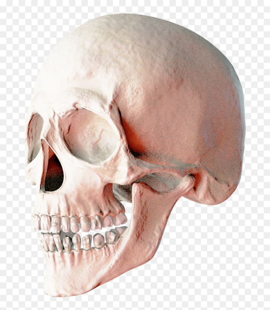 Skull Png Image - Png Human Skull, Transparent Png - skeleton head png