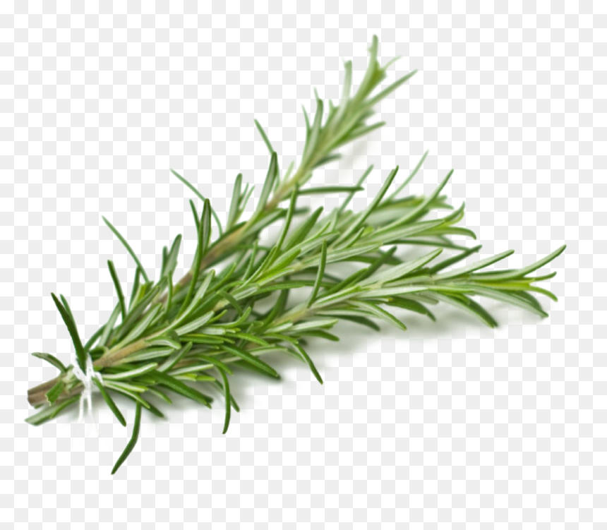 Rosemary Png Background Image - Rosemary Sprigs Transparent, Png Download - rosemary png
