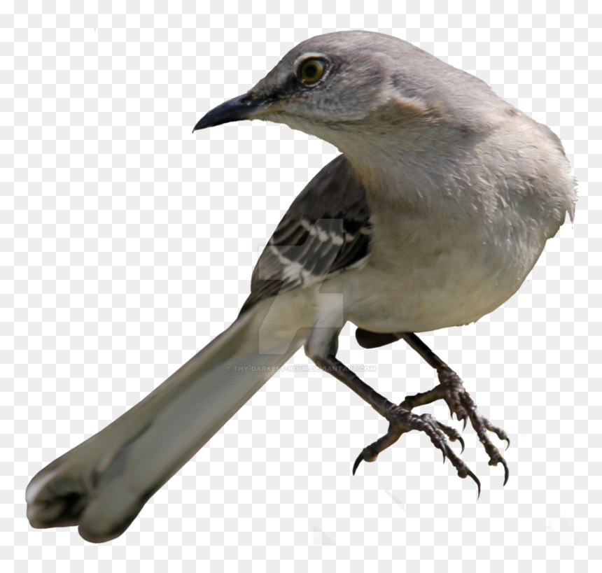 Northern Mockingbird Png 02 B - Mockingbird Png, Transparent Png - mockingbird png