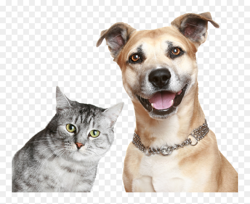 Purina Cat And Dog, HD Png Download - dog and cat png