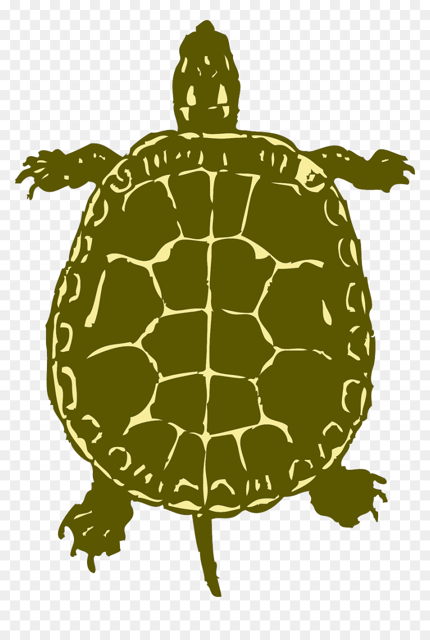 Painted Turtle Silhouette Png, Transparent Png - plant top view png