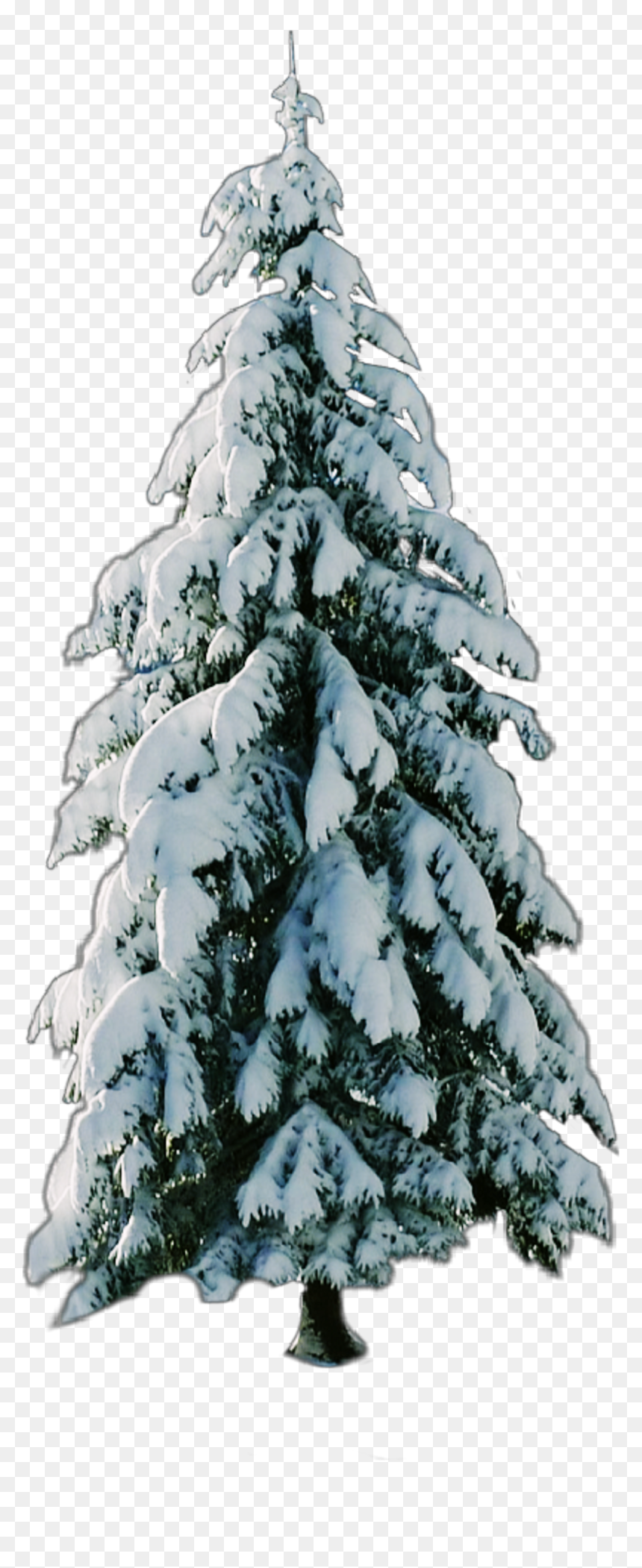 Christmas Tree , Png Download - Christmas Tree, Transparent Png - christmas tree clipart png