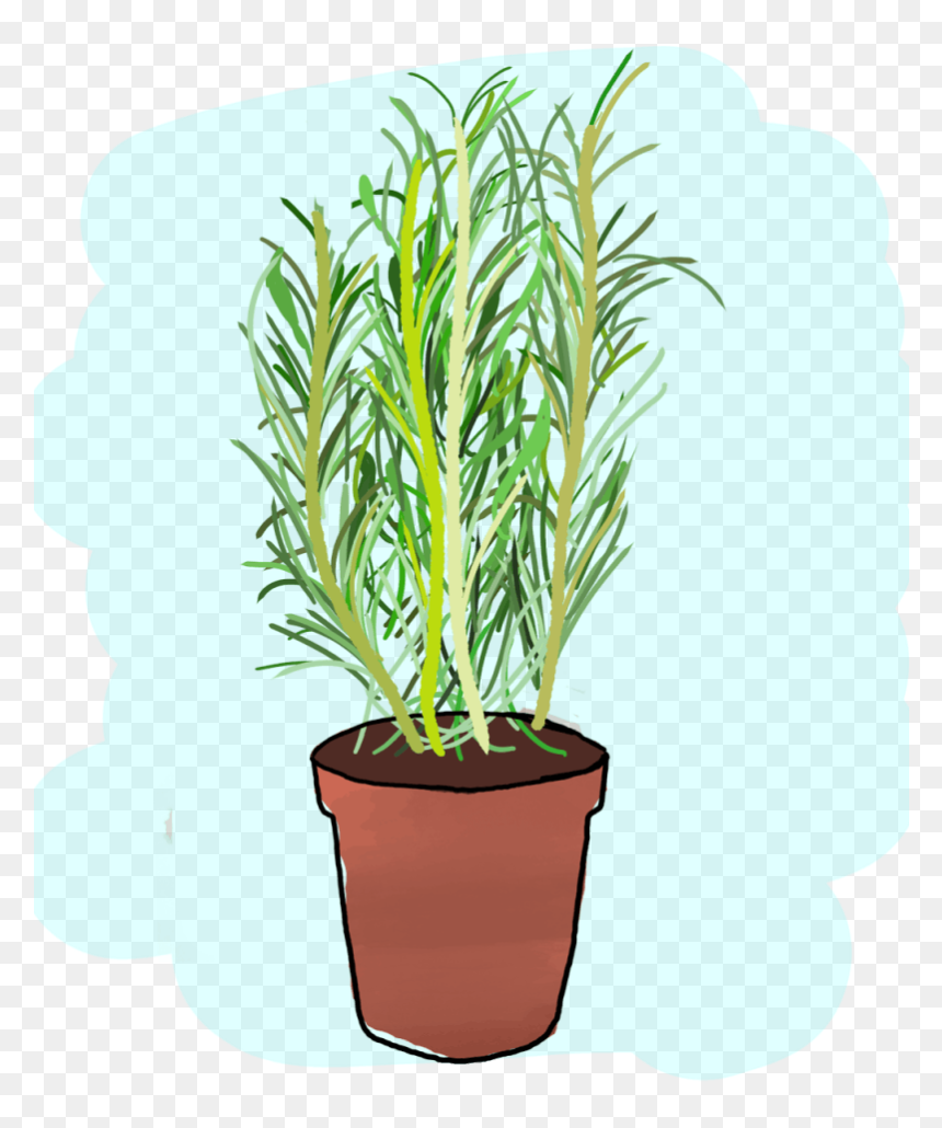 Houseplant, HD Png Download - rosemary png