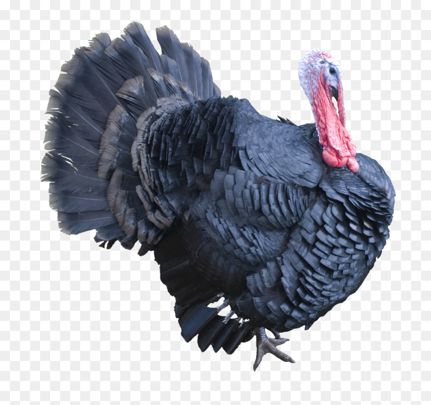 Turkey Background Bird Transparent - Spirit Animal Oracle Turkey, HD Png Download - turkey transparent png