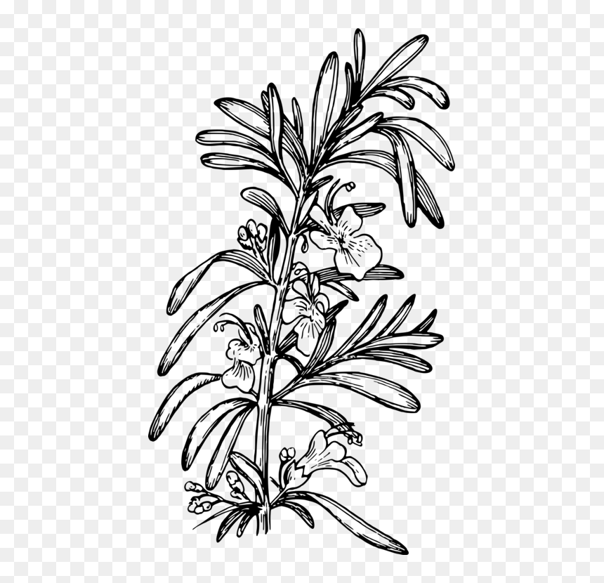 Art,monochrome Photography,monochrome - Rosemary Drawing Png, Transparent Png - rosemary png