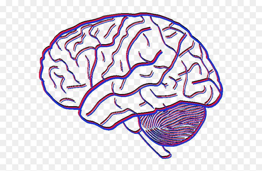 Investigating The Flexibility Of Empathy - Human Brain Pencil Drawing, HD Png Download - brain transparent png