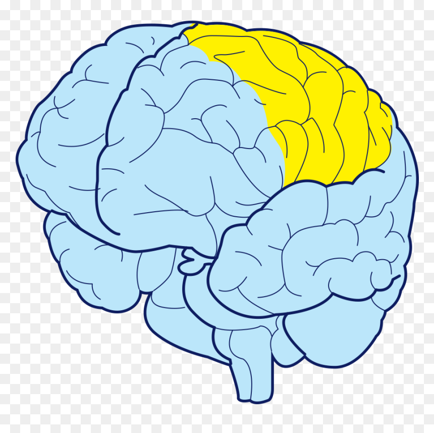 Cauliflower, HD Png Download - brain transparent png