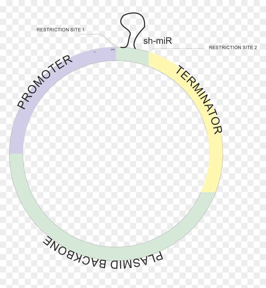 Acta, HD Png Download - empty circle png