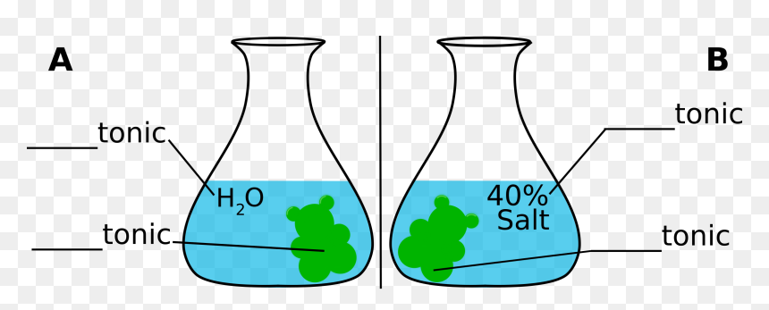 Gummybear-osmosis - Diagram Of Gummy Bear Experiment, HD Png Download - gummy bears png