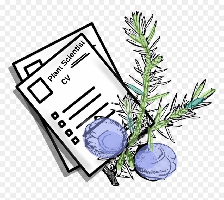 Cv Stilizzato Clipart , Png Download - Cv Clipart, Transparent Png - rosemary png