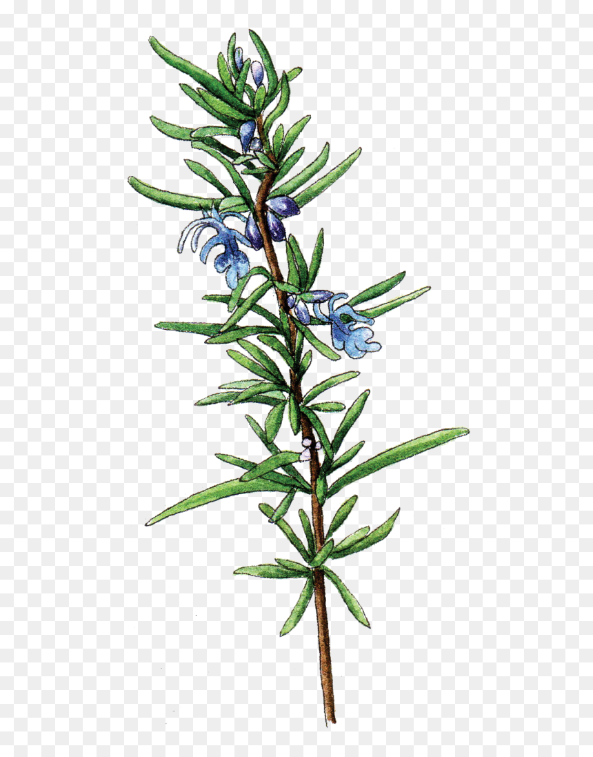 Rosemary Botanical Illustration Png, Transparent Png - rosemary png