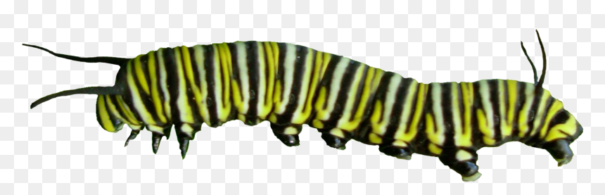 Caterpillar Png Pic - Butterfly Caterpillar Png, Transparent Png - caterpillar logo png