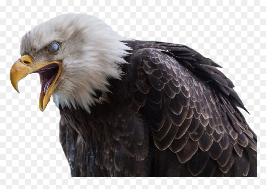 Bald Eagle Png Free Images - Corey Arnold Eagle, Transparent Png - eagle.png