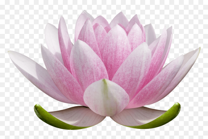 Transparent Marie Avgeropoulos Png - Transparent Lotus Flower Png, Png Download - marie avgeropoulos png