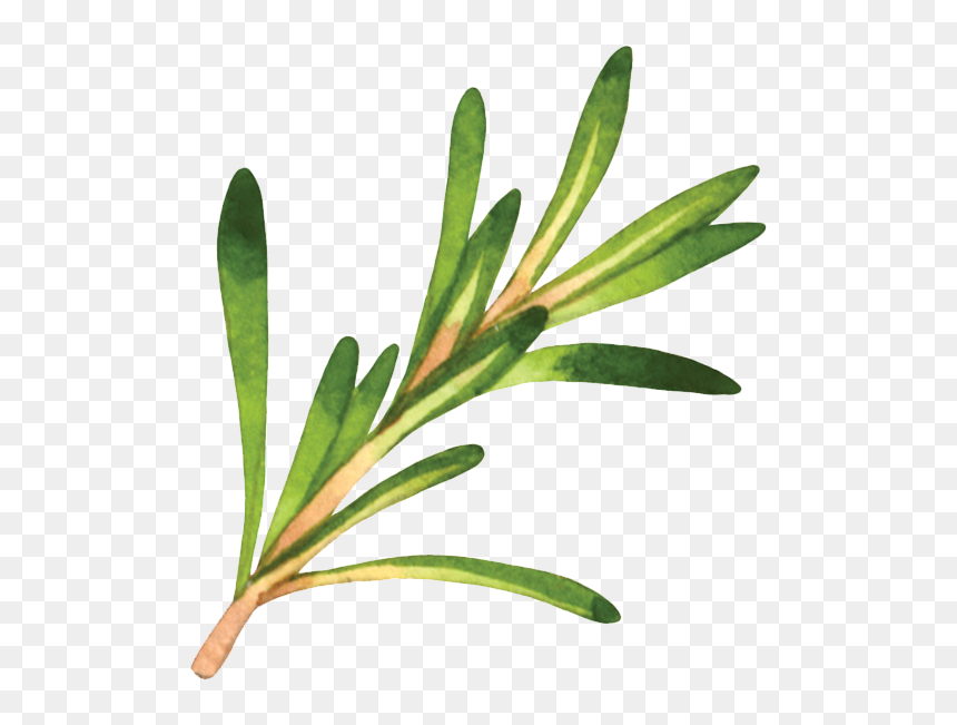 Western Yew, HD Png Download - rosemary png