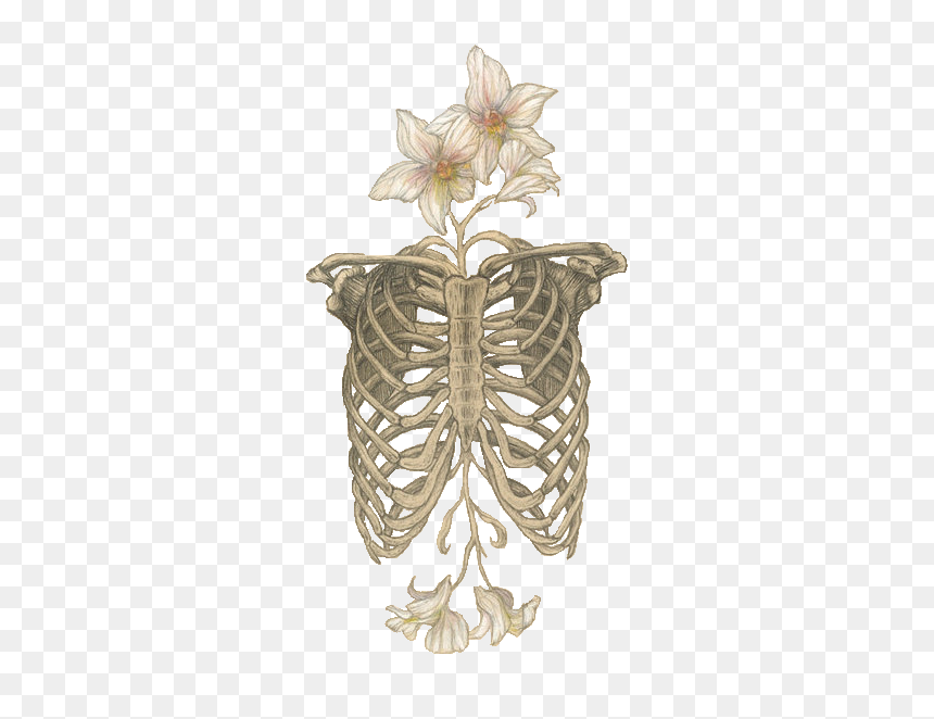 •skull• - Skeletal Anatomy And Nature, HD Png Download - skull png tumblr