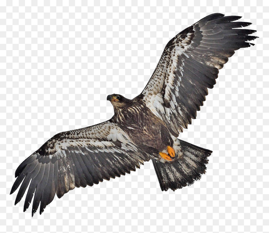 Bald Eagle Png Image File - Hawk, Transparent Png - eagle.png