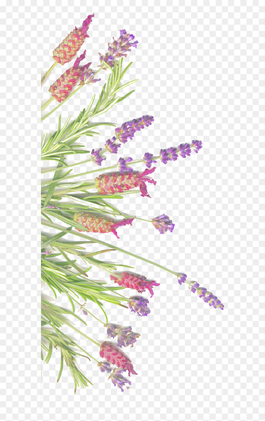 Pattern Free Lavender Free, HD Png Download - rosemary png