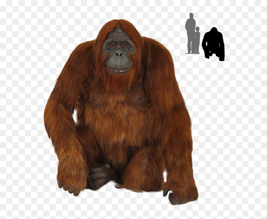 Old Orangutan Images Transparent Background - Orangutan Png, Png Download - real monkey png