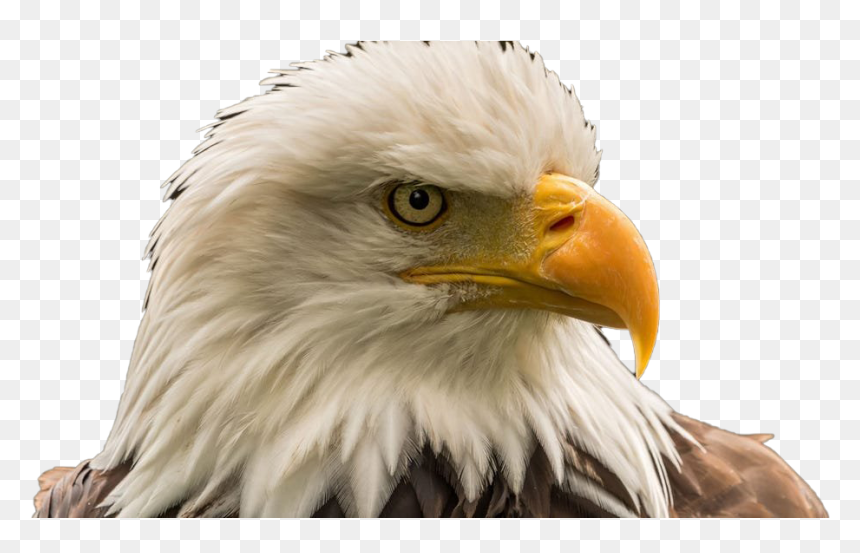 Bald Eagle Png Image Download - Bald Eagle, Transparent Png - eagle.png