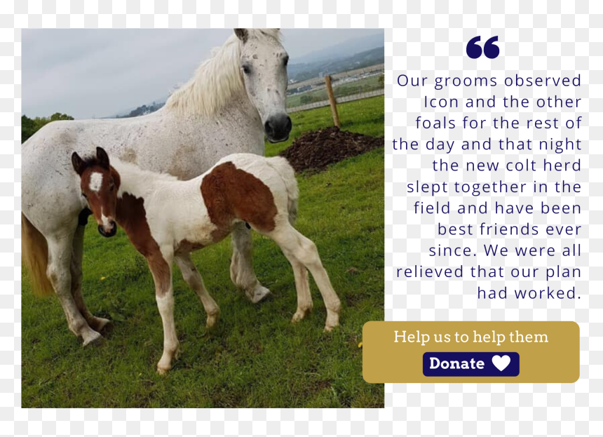 Ice Icon Foal Charity Christmas Appeal Quote - Foal, HD Png Download - quote icon png
