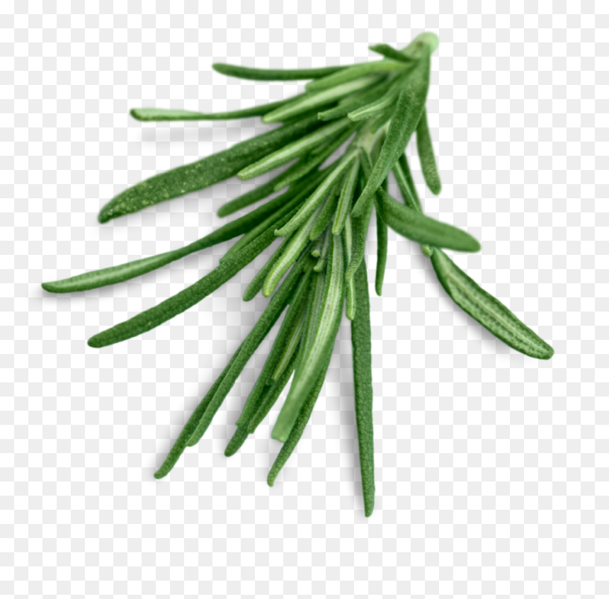 Rosemary Leaves Transparent, HD Png Download - rosemary png