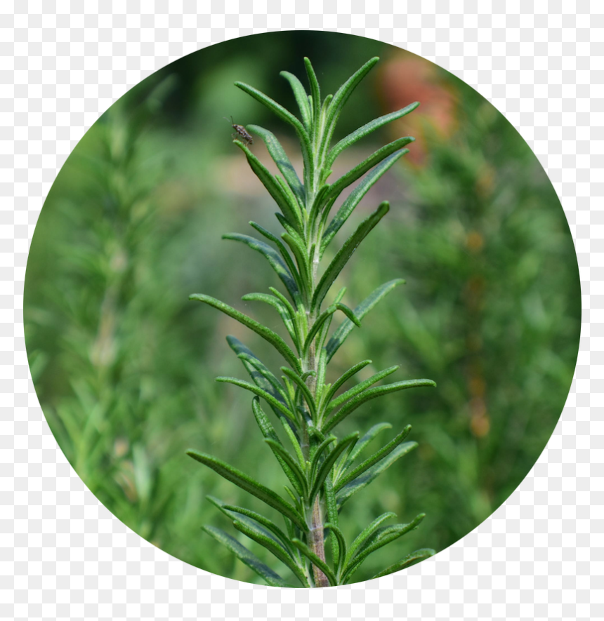 Round Rosemary - Wall Clock, HD Png Download - rosemary png