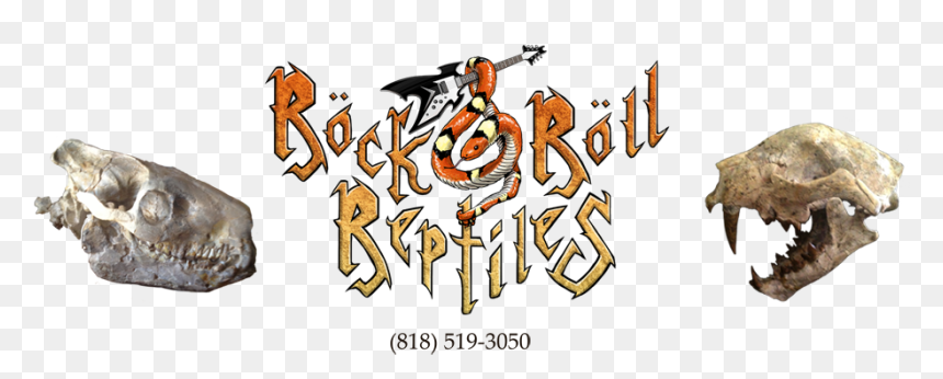 Rock N Roll Reptiles - Cartoon, HD Png Download - rock and roll png