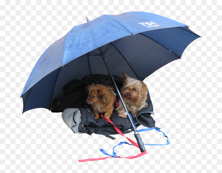 Alone With Dog Rain, HD Png Download - farewell png