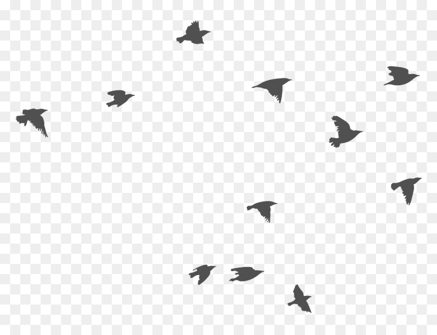 Fresh Juice Shop In Bengaluru - Bird Migration, HD Png Download - real monkey png