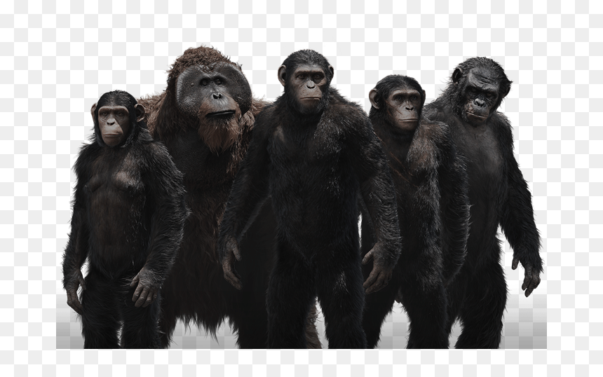 Thumb Image - Planet Of The Apes Folder Icon, HD Png Download - ape png