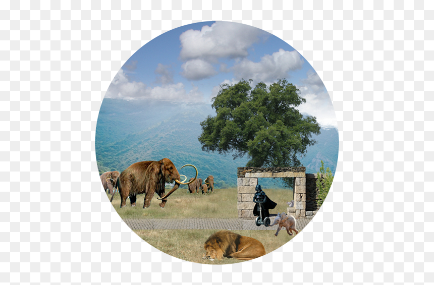 Grizzly Bear, HD Png Download - indian ox png