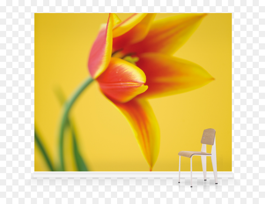 Amaryllis Belladonna, HD Png Download - king chair png