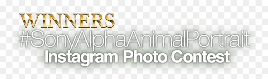 Calligraphy, HD Png Download - winners png
